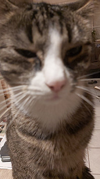 cat